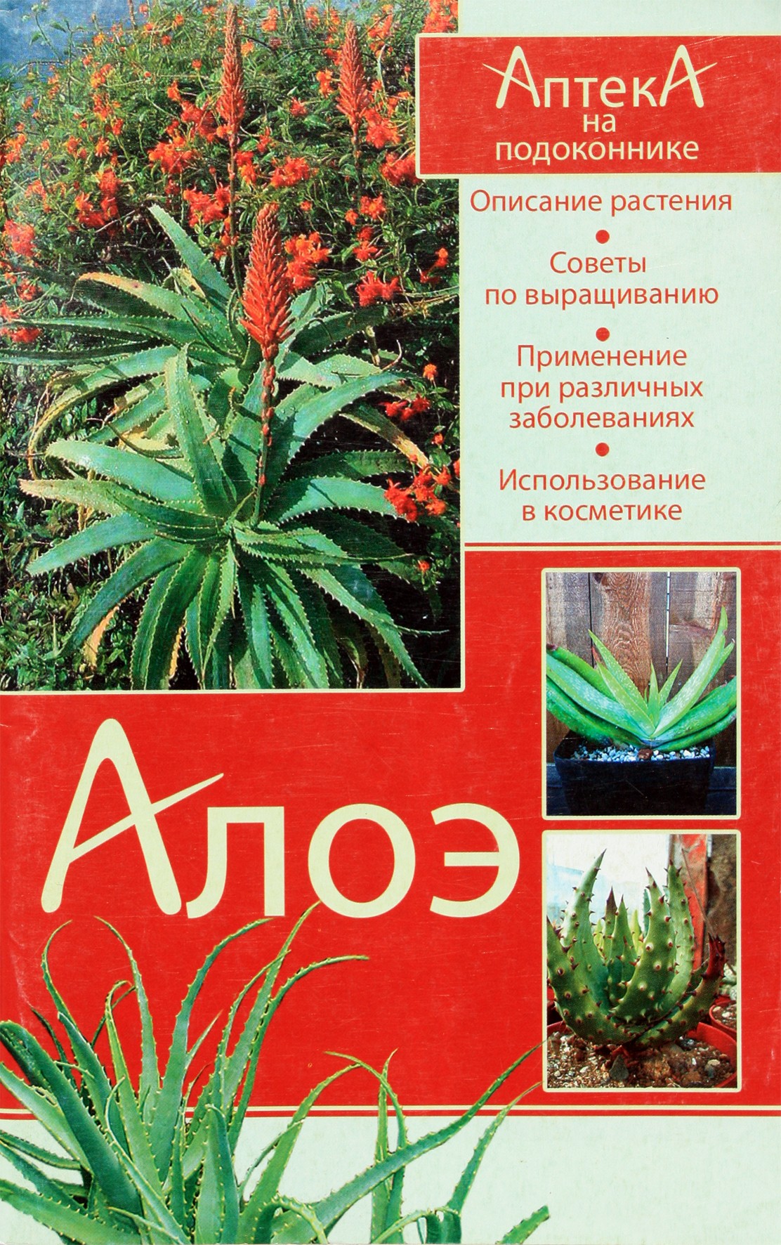 Julija Maskaeva „Aloe“