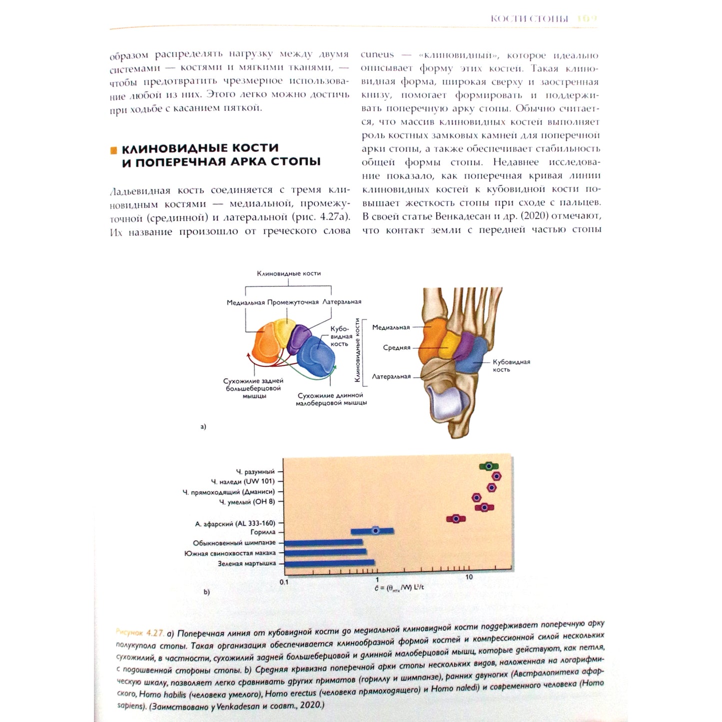 Джеймс Эрлз "Стопа. Самое полное пособие по ортопедии"