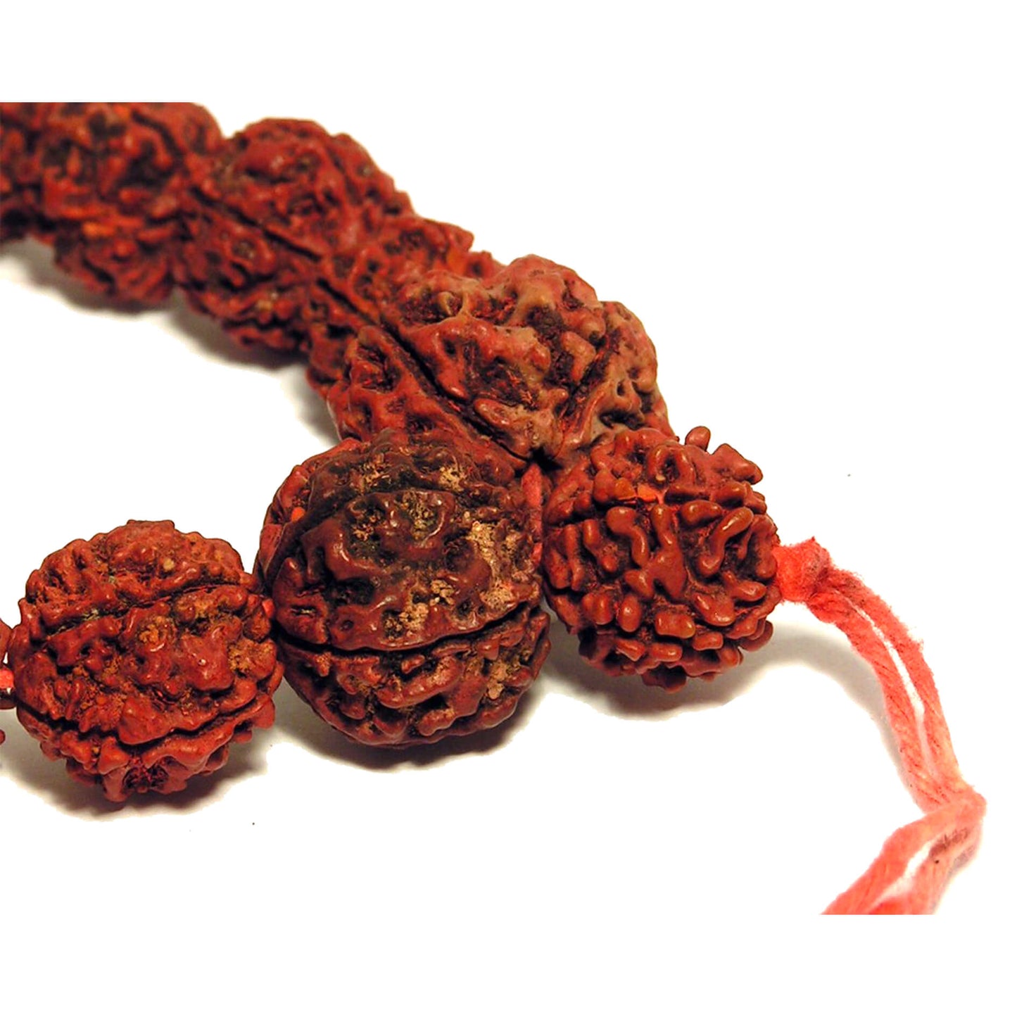 Чётки из рудракши крупные, (108 бусин)