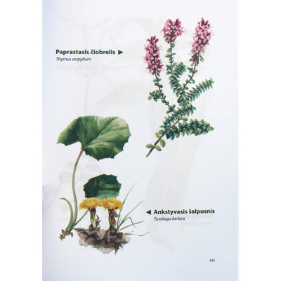 Marija Treben "Sveikata iš Dievo vaistinės"