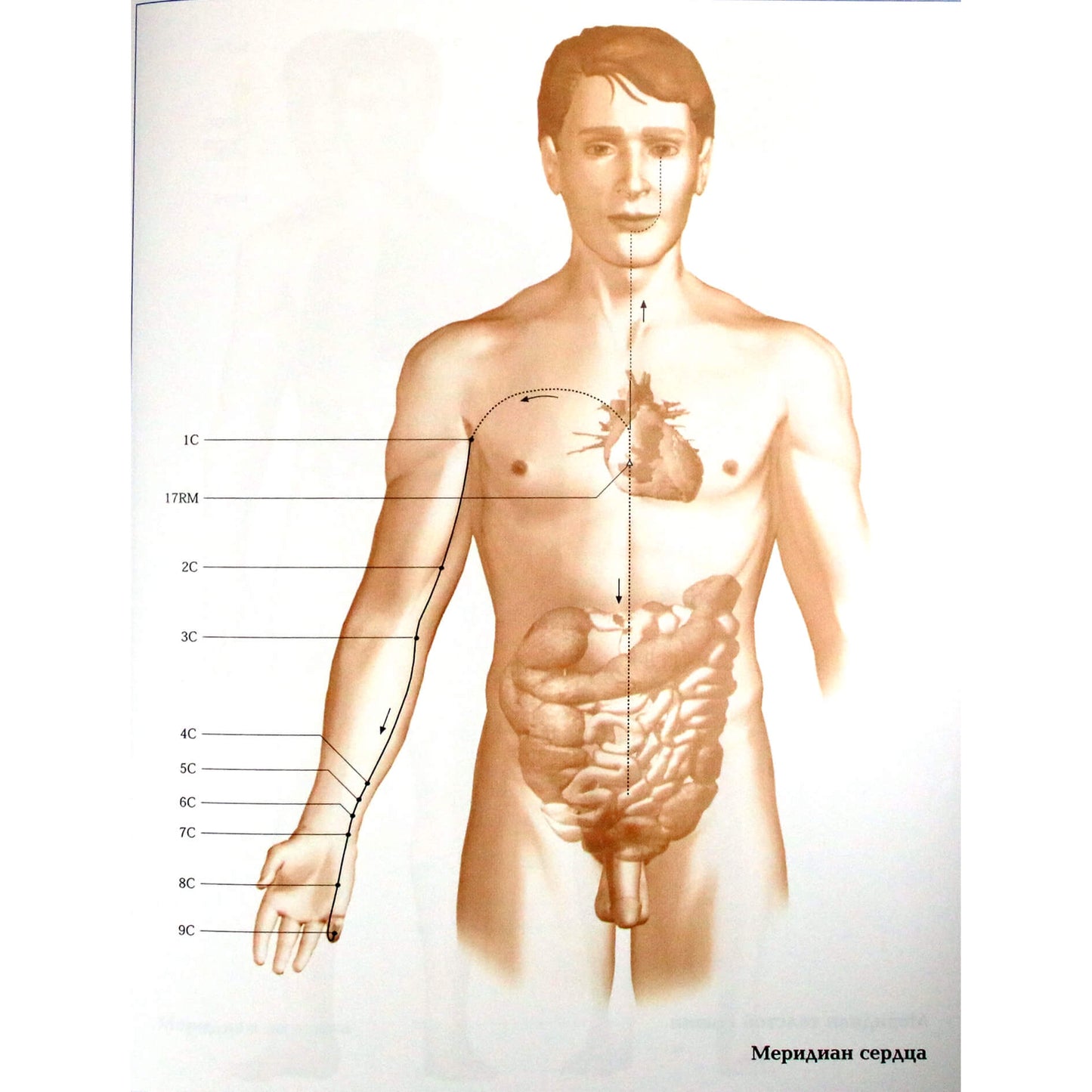 Энрико Корси "Самомассаж"