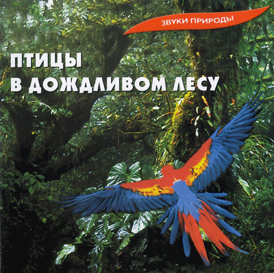 Звуки природы / Птицы в дождливом лесу