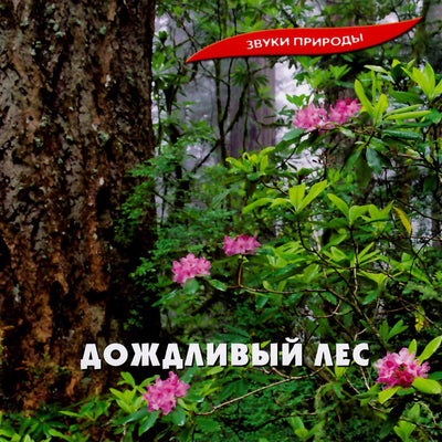 Звуки природы / Дождливый лес